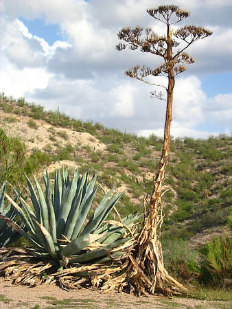 Wickenburg